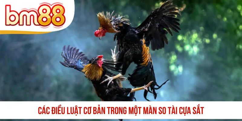 Các điều luật cơ bản trong một màn so tài cựa sắt